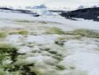 the-strange-case-of-antarctica’s-red-and-green-snow