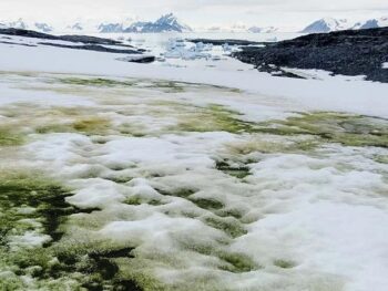 the-strange-case-of-antarctica’s-red-and-green-snow